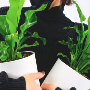 Plant I