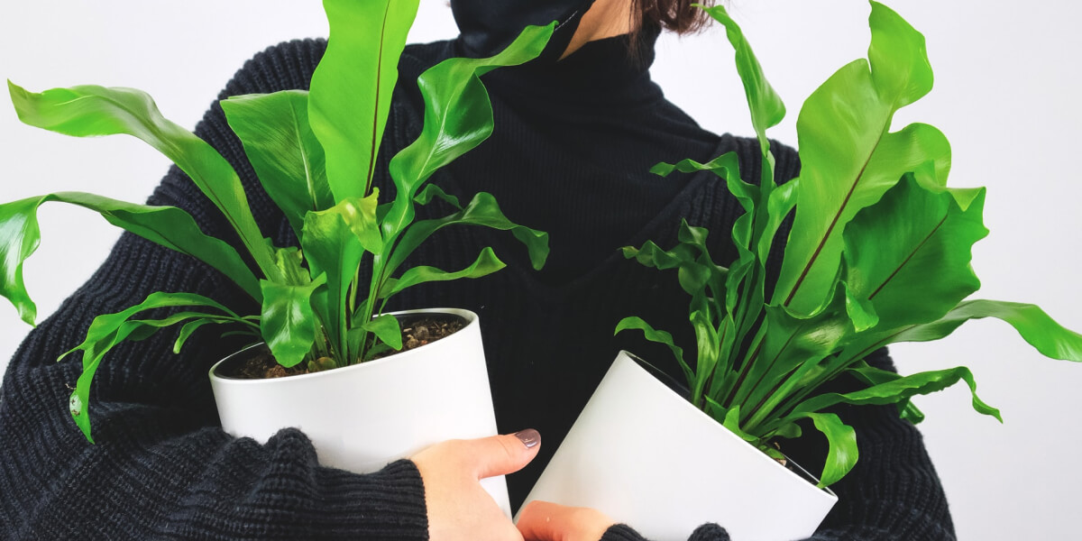 Plant I