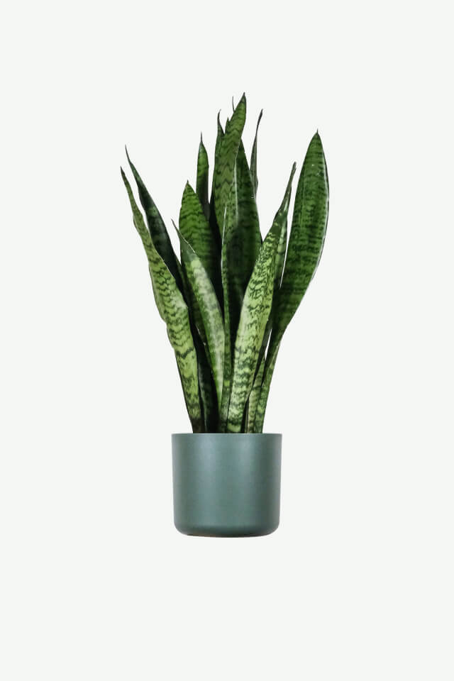 Snake Plant
