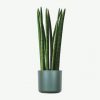 Snake Plant - Image 2
