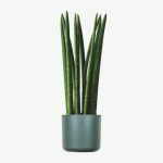 Snake Plant - Image 4