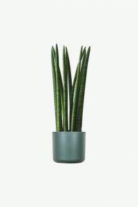 Snake Plant - Image 3