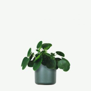 Plant II