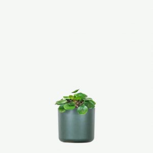 Plant XIV