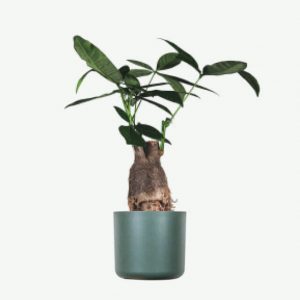 Plant XV