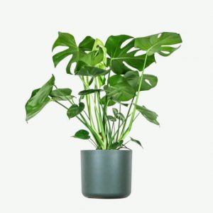 Plant XVI