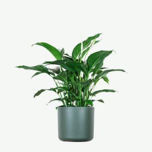 Plant XVII