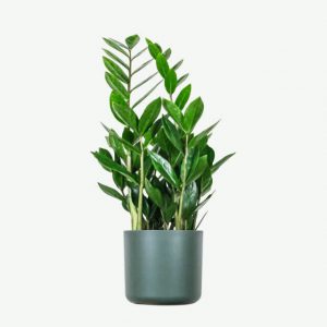 Plant XVIIII