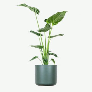 Plant A