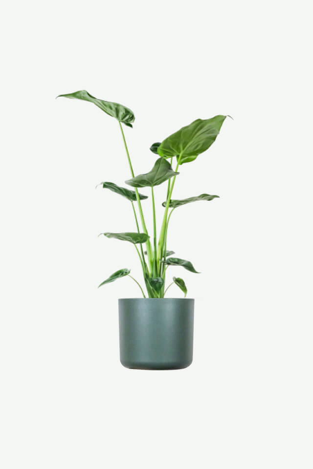 Plant A