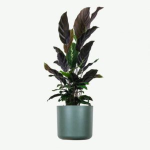 Plant B