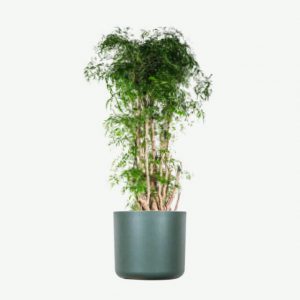 Plant C