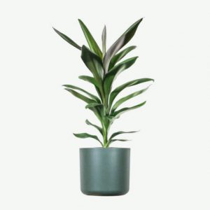 Plant D