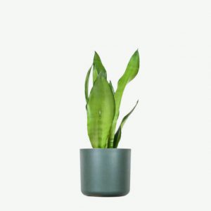 Product Plant V