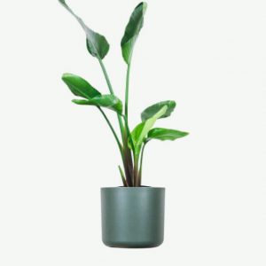 Product VII