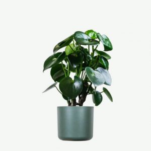 Plant VI