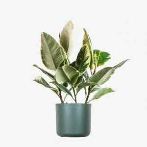 Plant III