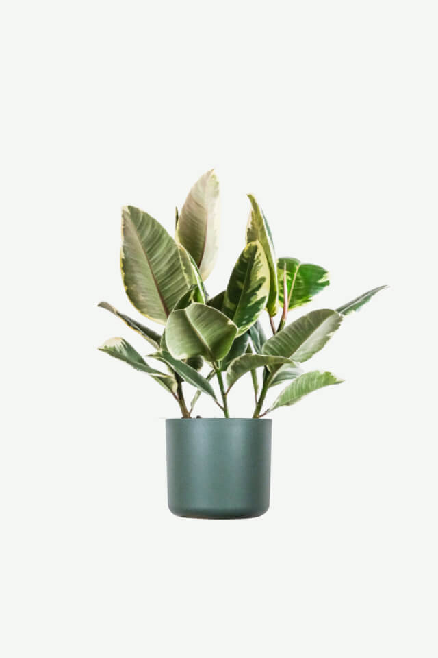 Plant III