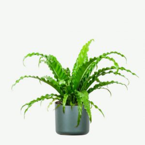Special Fern