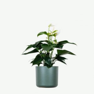 Plant VII