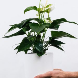 Plant F