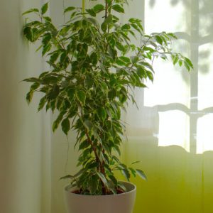 Plant K