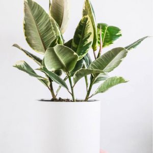 Plant I