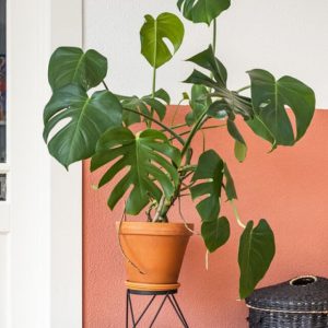 Plant J